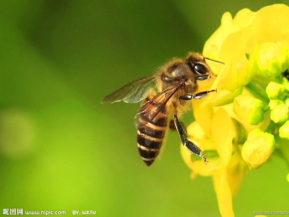 三上—动物—复习_第2页