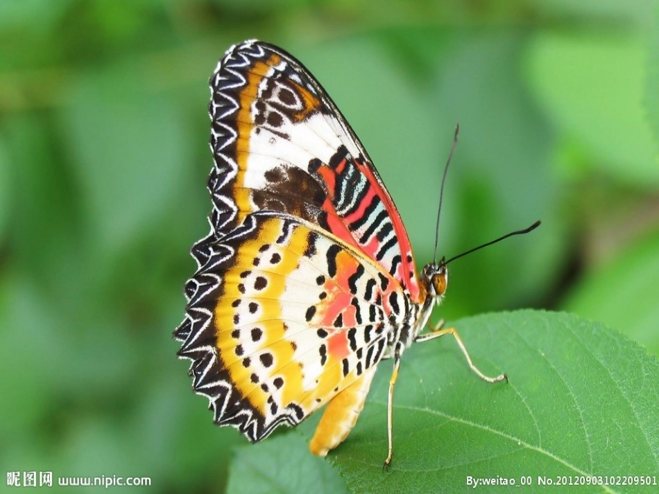 三上—动物—复习_第3页