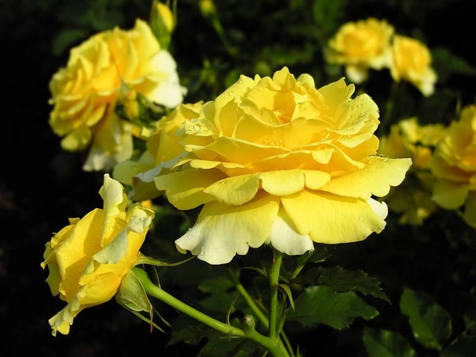 《养花》课件 (2)_第3页