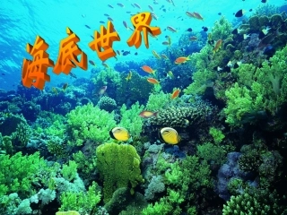 《海底世界》课件成稿