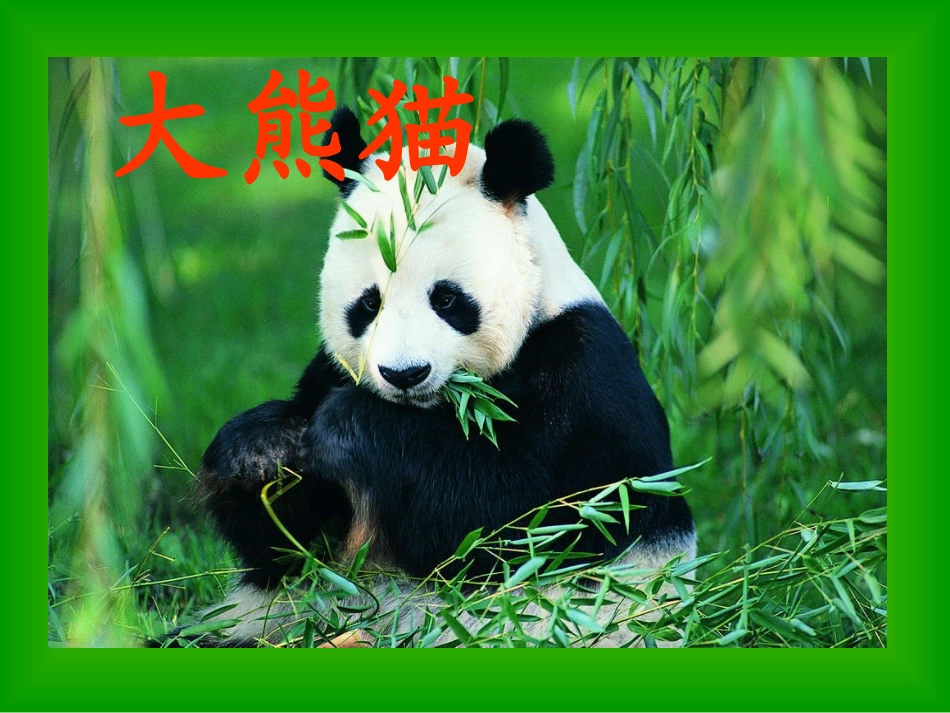 《大熊猫》课件 (2)_第3页