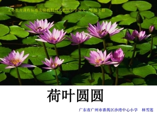 《荷叶圆圆》课件【35页】