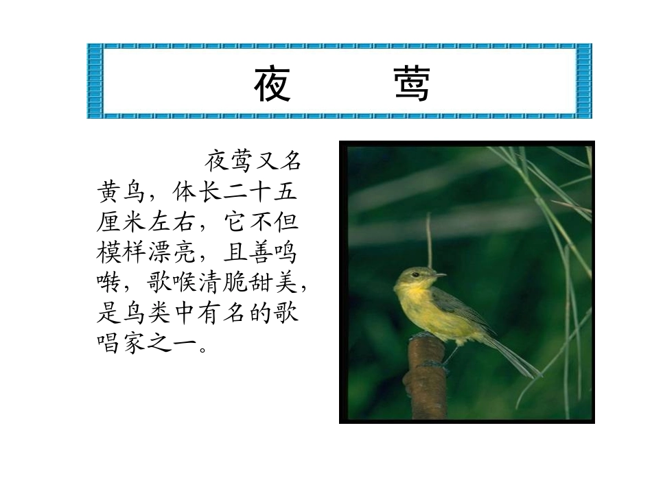 新课标人教版第八册语文夜莺的歌声优秀课件下载 (3)_第2页
