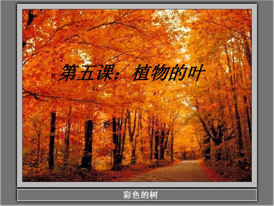 《植物的叶》课件_第1页