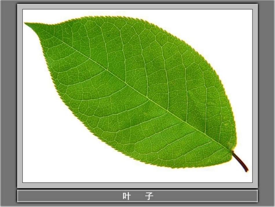 《植物的叶》课件_第3页