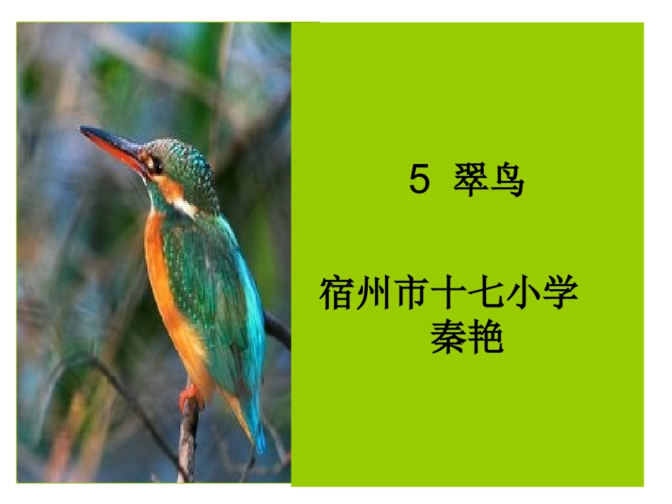 小学语文三年级下册人教版第五课《翠鸟》课件_第1页