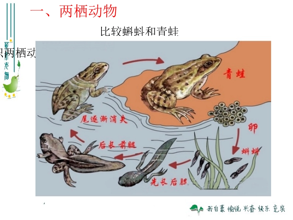 人人教版八上第一章第五节两栖动物和爬行动物（共26张PPT）_第3页