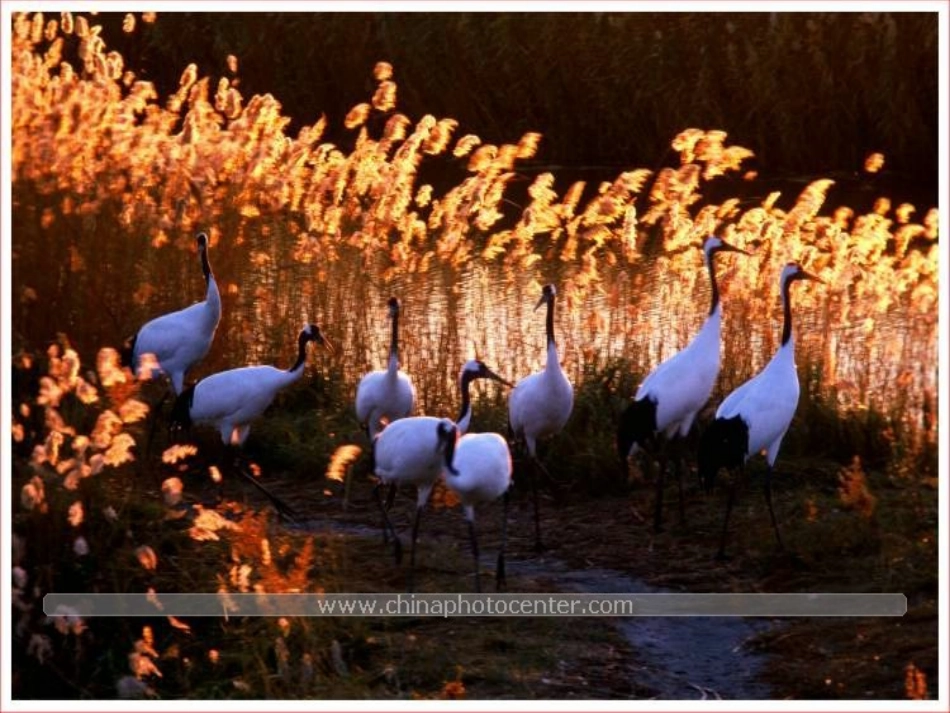 美丽的丹顶鹤第一课时_第3页