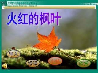 bsdyw02010102火红的枫叶