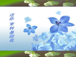 送你一朵转基因花