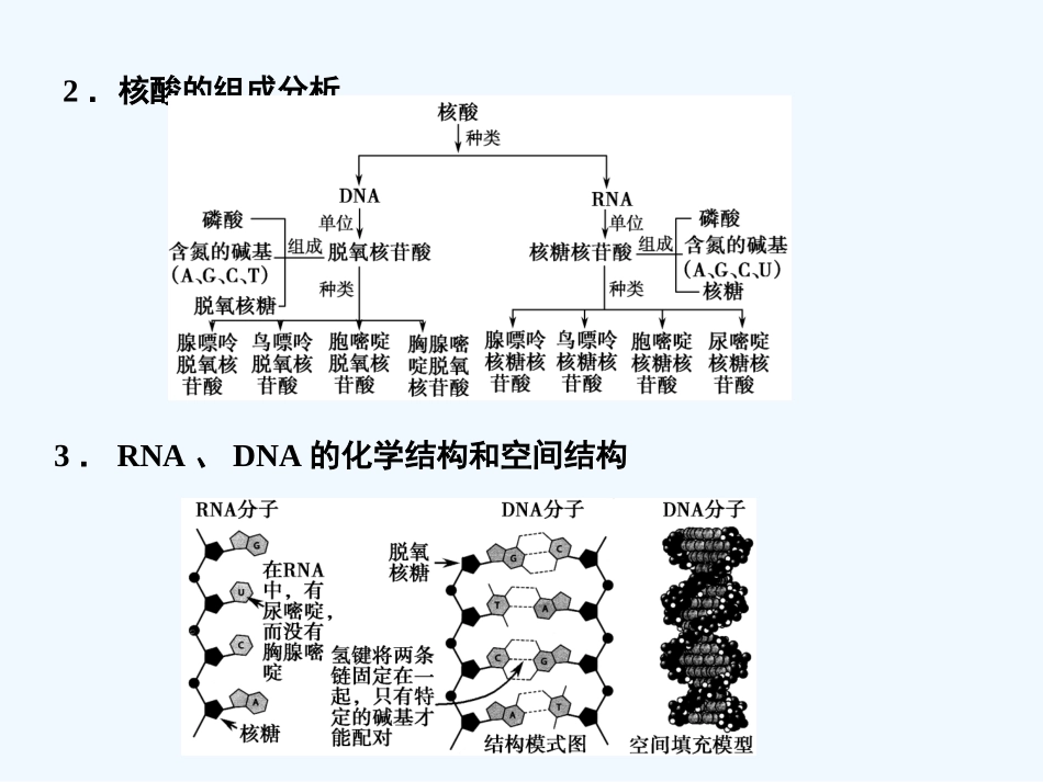 【创新设计】2011届高考生物一轮复习 第2单元 2-2细胞中的核酸课件 中国版必修1_第3页