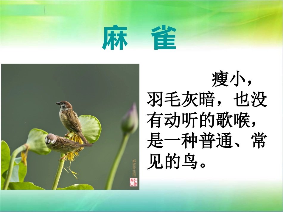 S版四年级语文麻雀PPT_第2页