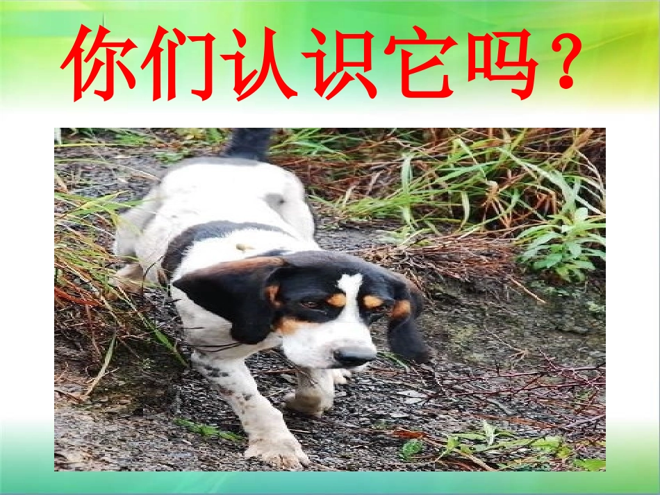 S版四年级语文麻雀PPT_第3页