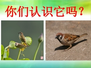 S版四年级语文麻雀PPT