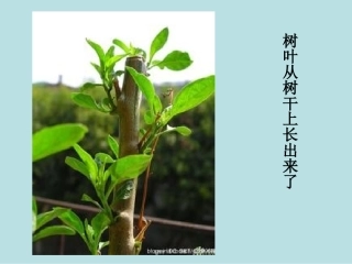 《我从哪里来》课件定稿