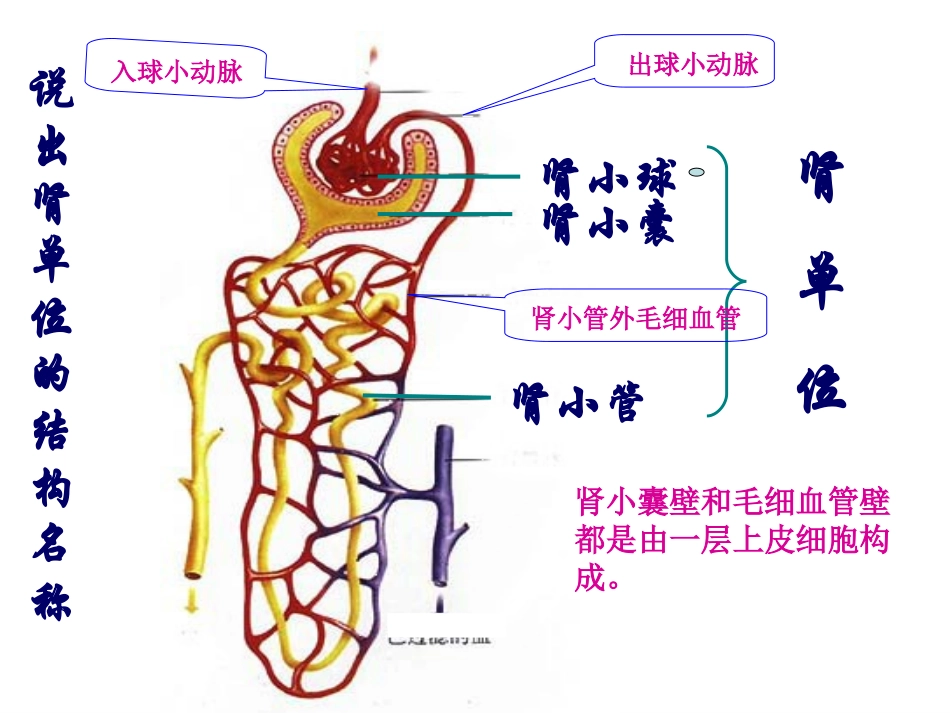 人体内废物的排出第二课时_第3页