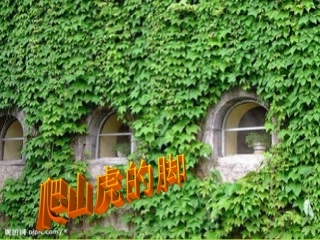 《爬山虎的脚》课件第二课时 (2)