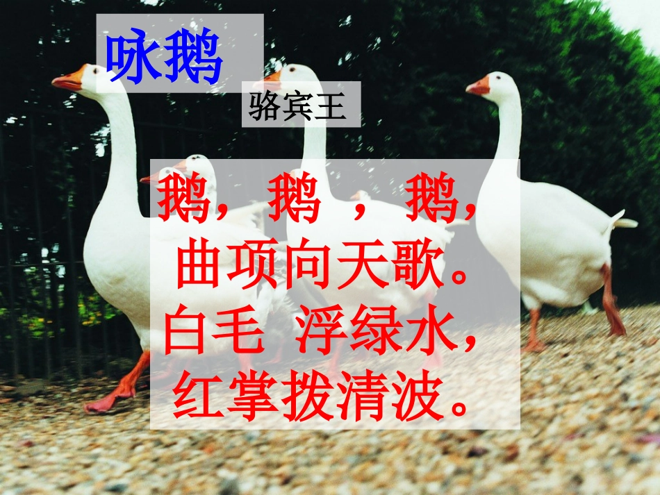《白鹅》参考课件_第2页