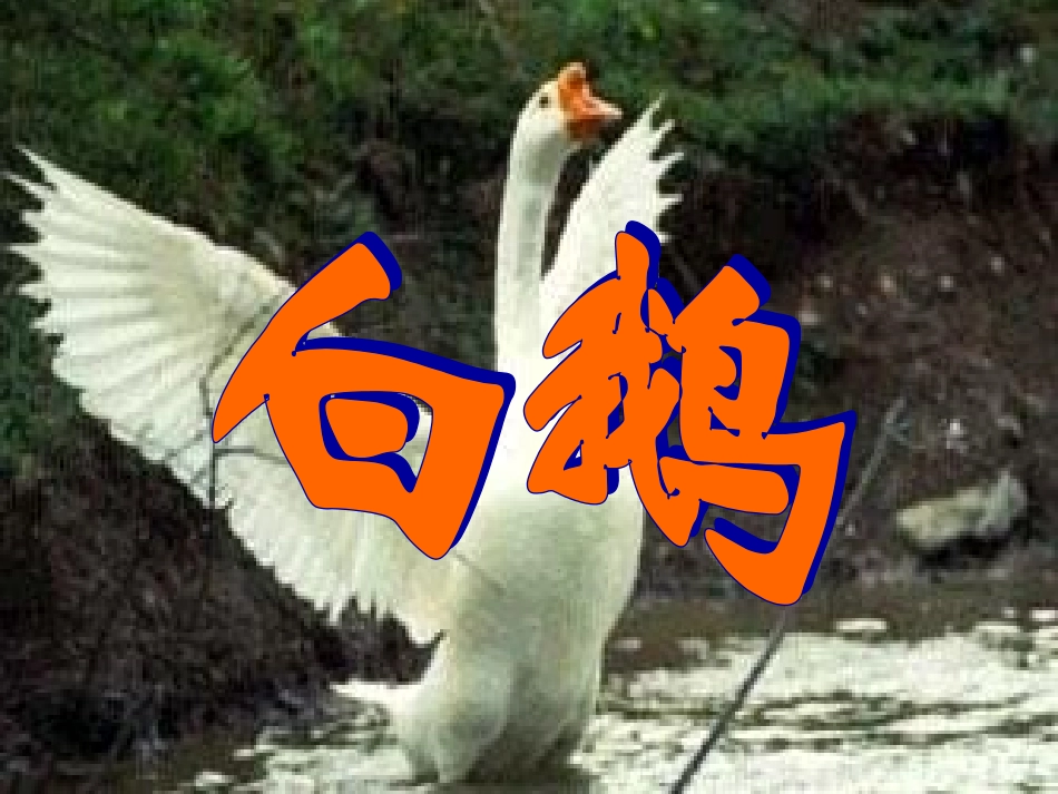《白鹅》参考课件_第3页