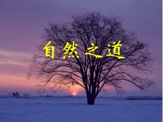 【课件设计】PPT_自然之道_语文_小学