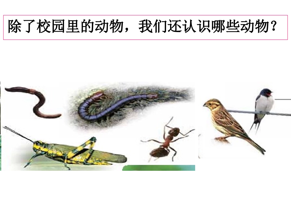 教科版科学六年级上册《种类繁多的动物》PPT_第2页