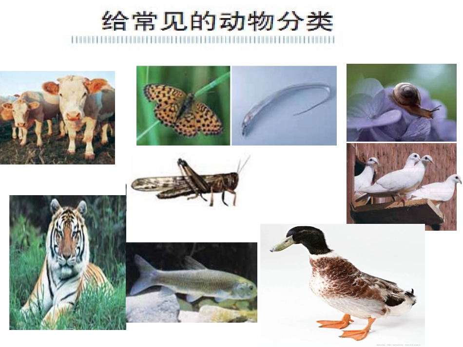 教科版科学六年级上册《种类繁多的动物》PPT_第3页
