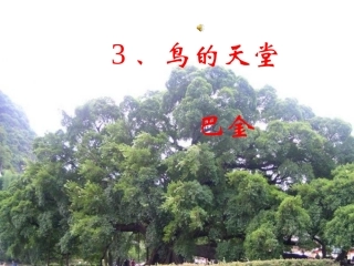 鸟的天堂(1)