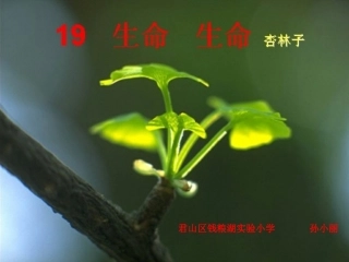 《杏林子》公开课课件