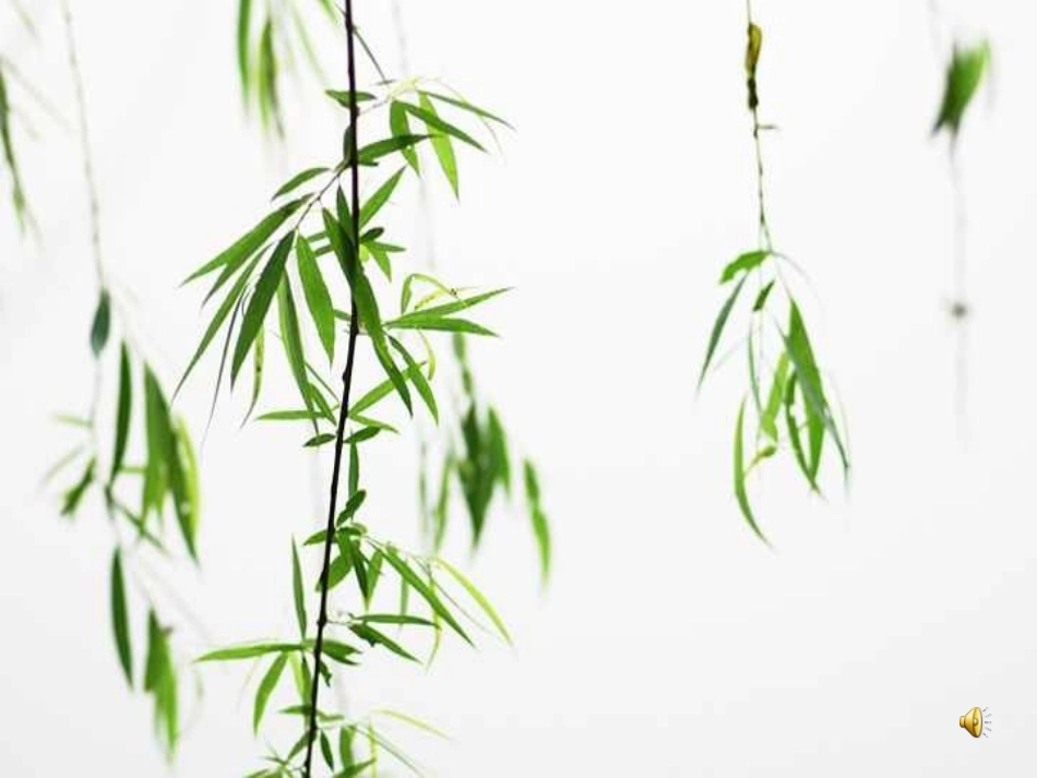 《柳叶儿》课件1_第1页