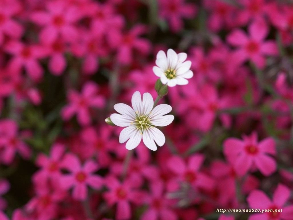 四个太阳优秀课件_第3页