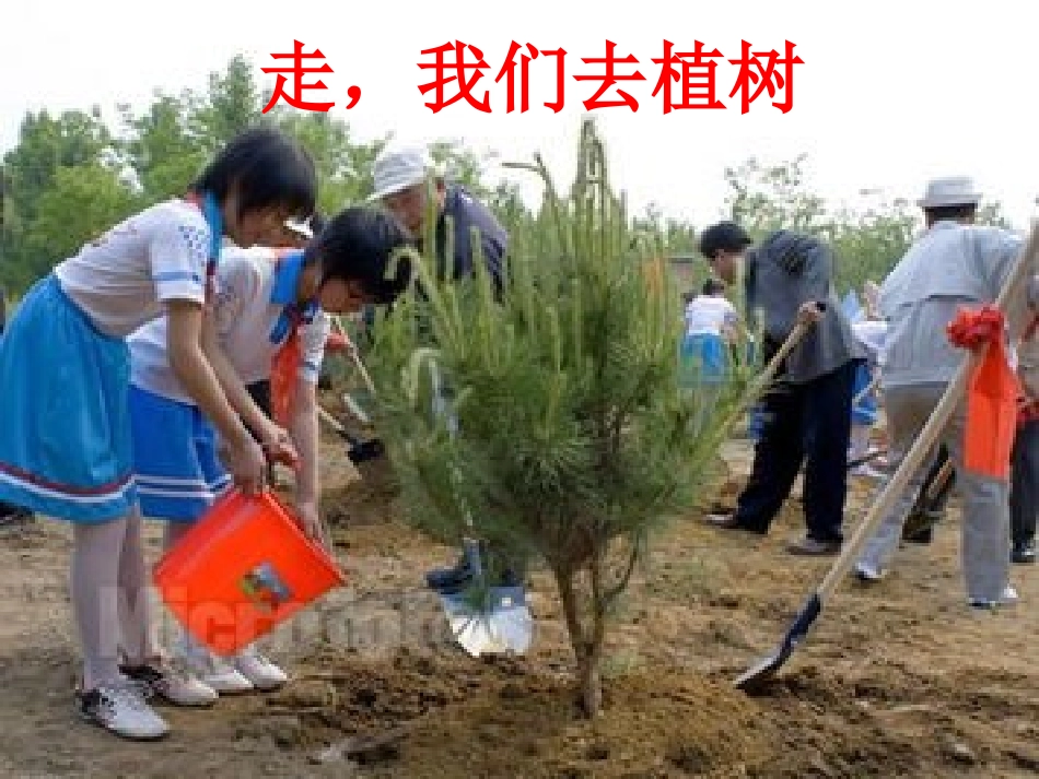 走，我们去植树_第3页
