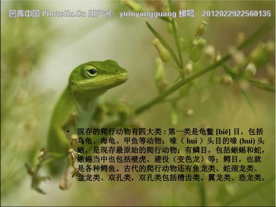 奇妙的爬行课件_第2页