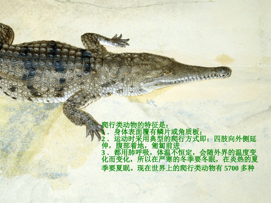 奇妙的爬行课件_第3页