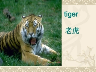 三年级英语That_monkey_is_fat课件