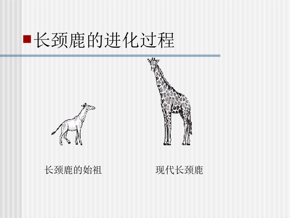 生物进化(高三复习）_第3页
