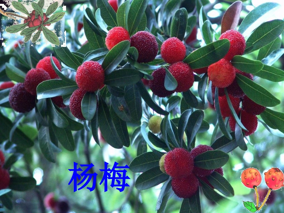 《我爱故乡的杨梅》_第2页