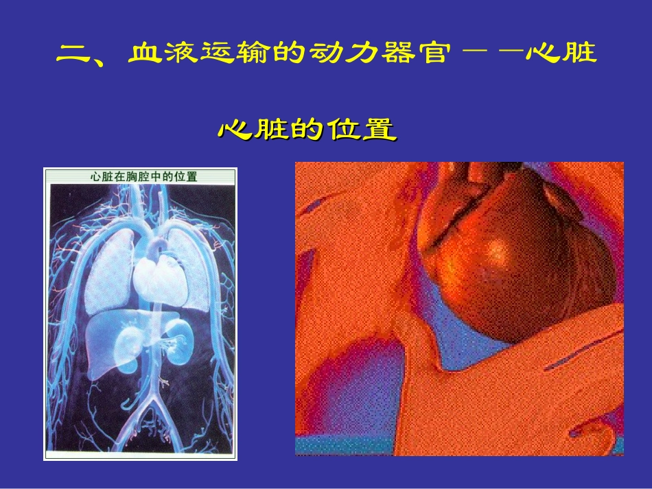 心脏的结构(课件)_第2页