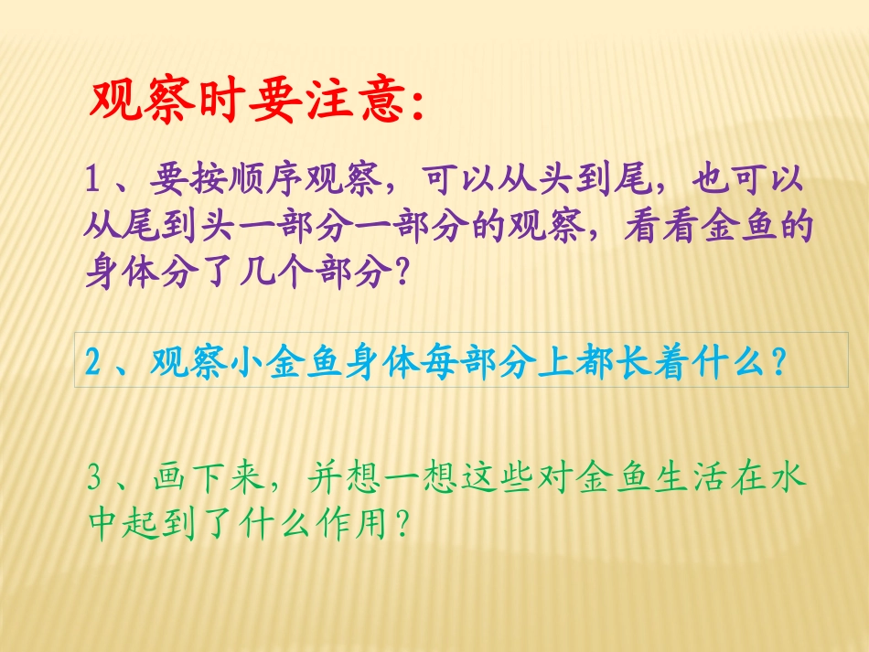 金鱼演示文稿1_第2页