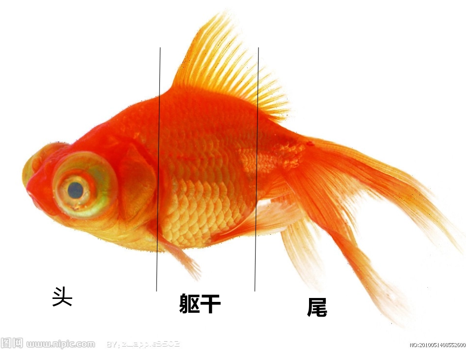 金鱼演示文稿1_第3页