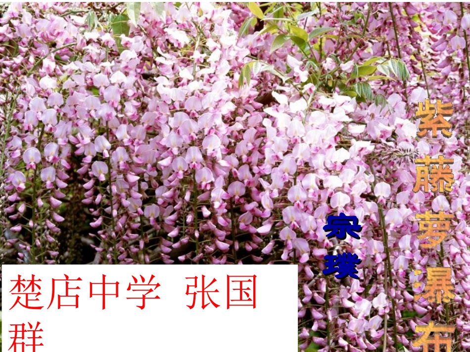 《紫藤萝瀑布》课件（27页）_第1页