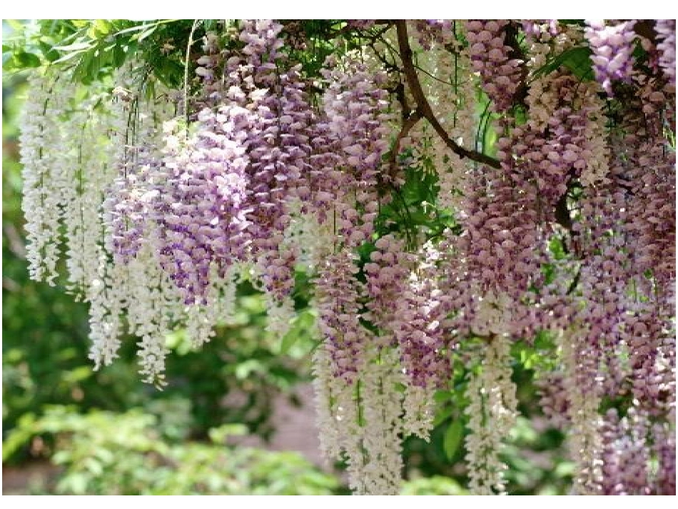 《紫藤萝瀑布》课件（27页）_第2页