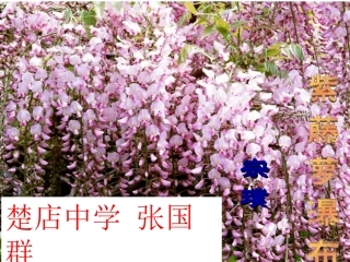 《紫藤萝瀑布》课件（27页）