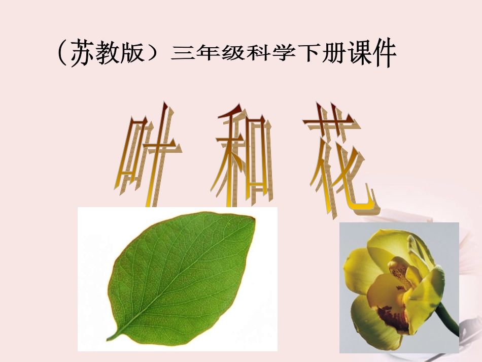三年级科学下册_花和叶_1课件_苏教版_第1页