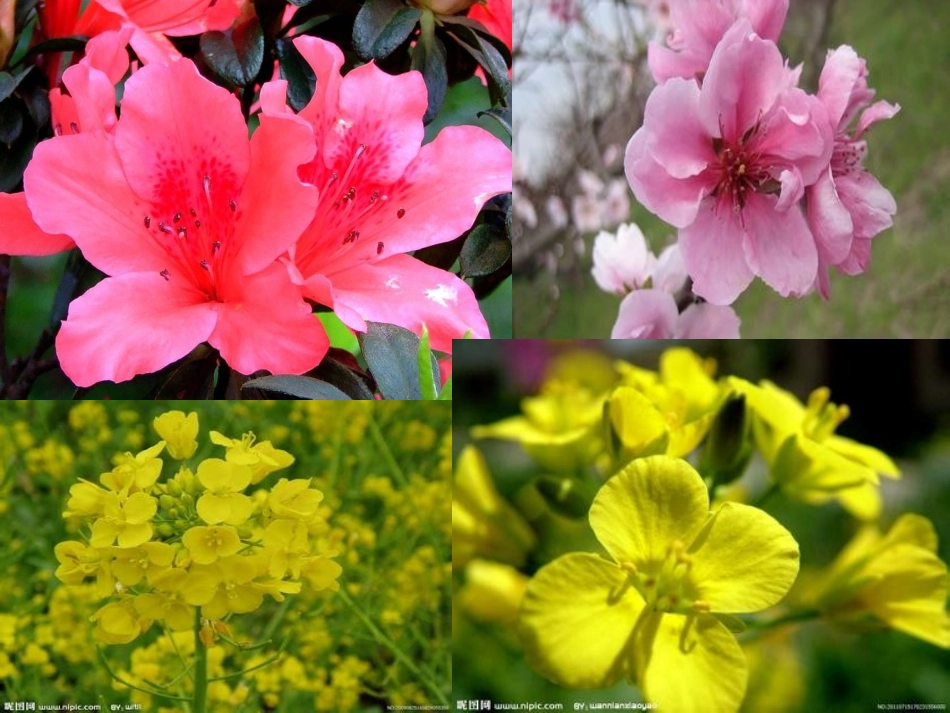 三年级科学下册_花和叶_1课件_苏教版_第3页