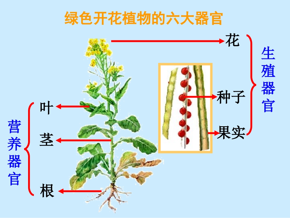 植物体的结构层次最终稿（熊领）_第3页