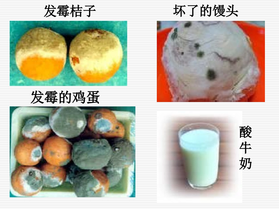 生物：第5单元第4章第1节细菌和真菌的分布课件(人教版八年级上)_第1页