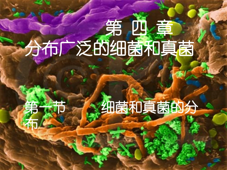 生物：第5单元第4章第1节细菌和真菌的分布课件(人教版八年级上)_第3页