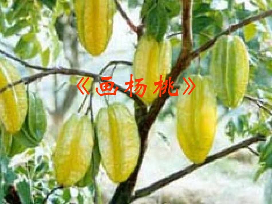 画杨桃 课件_第1页