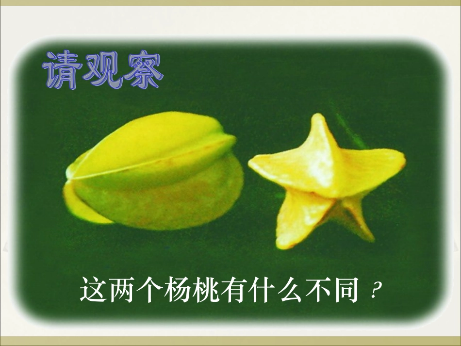 画杨桃 课件_第3页
