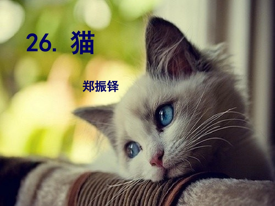 语文七年级下册猫（郑振铎）_第1页